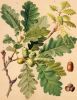 Baum Blatt Frucht von Quercus petraea